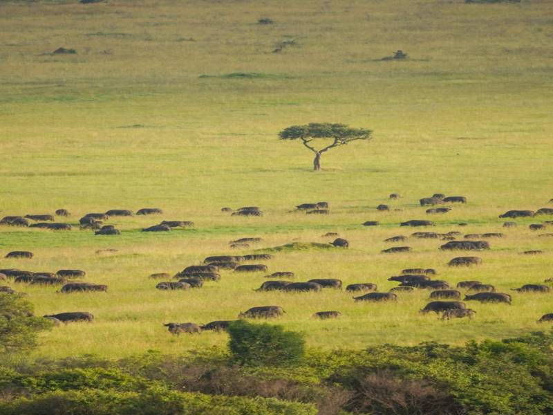 6 Days Masai Mara - Lake Nakuru - Samburu - Lodge Safaris Tour