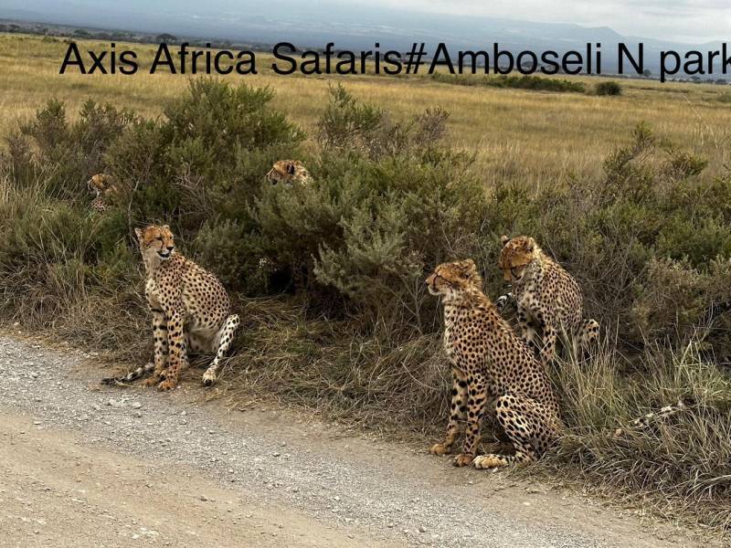 6 Days Masai Mara - Lake Nakuru - Samburu - Lodge Safaris Tour