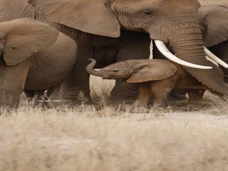 7D Masai Mara - Lake Nakuru - Amboseli - Kenya Lodge Safaris Tour