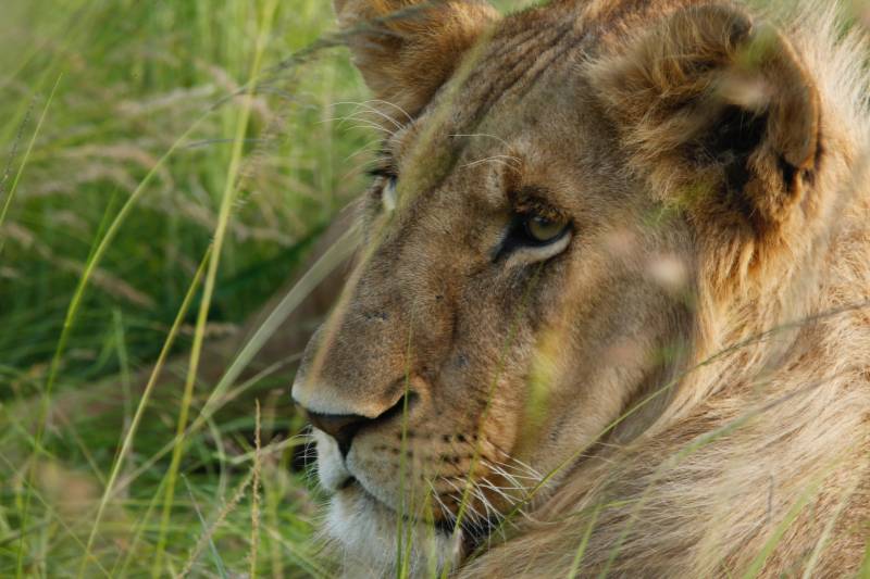 6 Days Ol Pejeta - Naivasha - Masai Mara Safari Tour