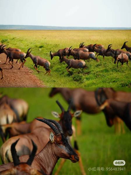 6 Days Ol Pejeta - Naivasha - Masai Mara Safari Tour