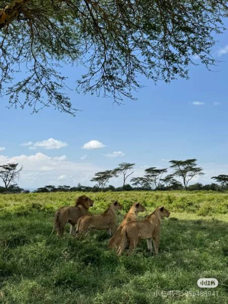 8D Amboseli - Naivasha - Nakuru - Masai Mara Private Safari Tour