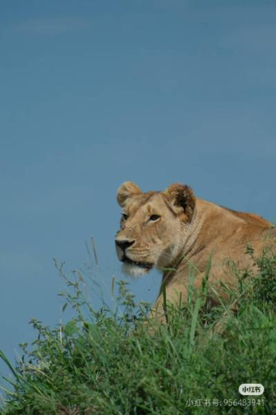 8D Amboseli - Naivasha - Nakuru - Masai Mara Private Safari Tour