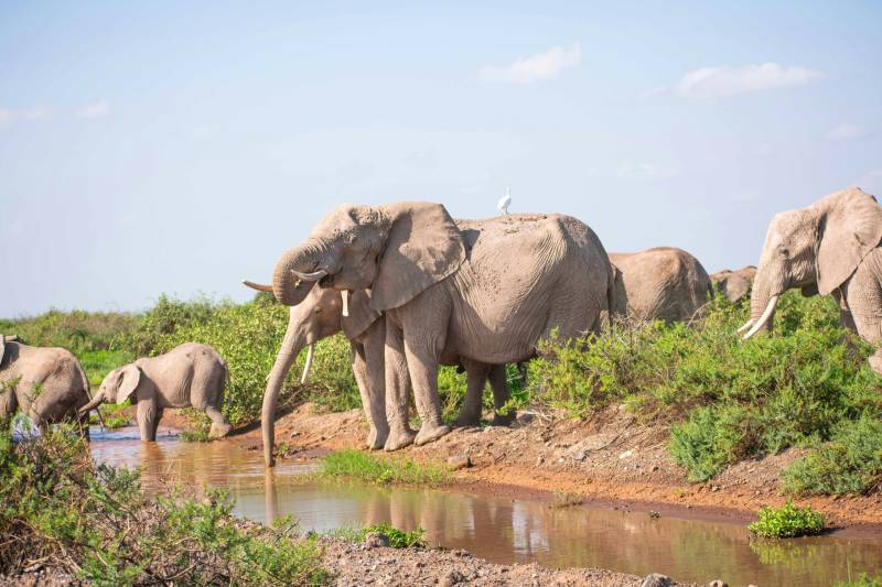 4 Nights / 5 Days Nairobi - Masai Mara - Mombasa Discovery