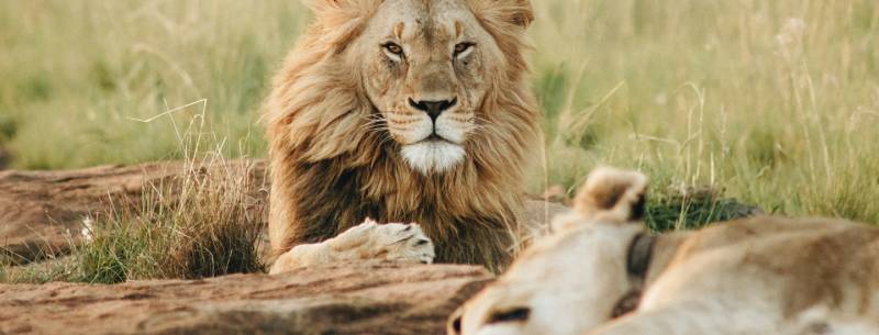 4 Nights / 5 Days Nairobi - Masai Mara - Mombasa Discovery