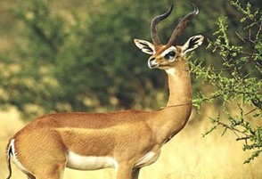 2nights -3 Days Unique Samburu National Reserve Safari - Flying Package