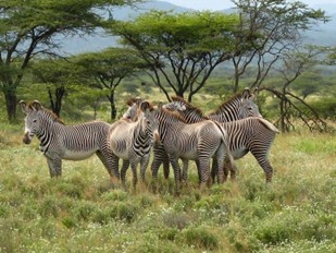 2nights -3 Days Unique Samburu National Reserve Safari - Flying Package