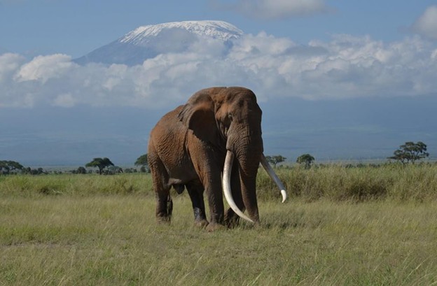 7-Day Amboseli, Lake Naivasha and Masai Mara Safari