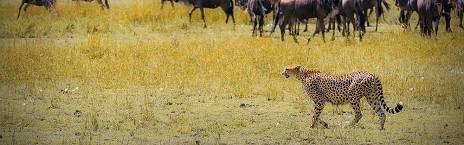 7-Day Amboseli, Lake Naivasha and Masai Mara Safari