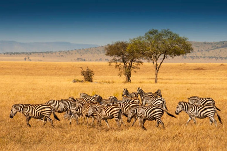 Kenya & Tanzania Private Safari Image