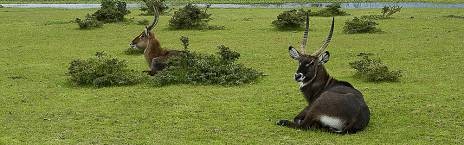 3-Day Masai Mara Group Joining 4x4 Safari