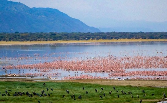 4-Day Masai Mara - Lake Nakuru Group Joining 4x4 Safari