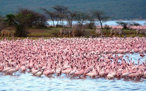 5-Day Maasai Mara-Lake Nakuru-Lake Naivasha Jeep Safari