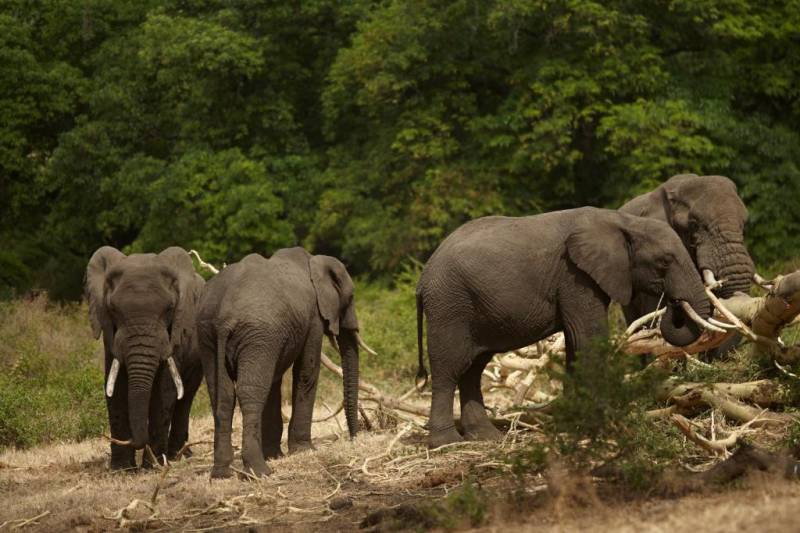 9 Days Tanzania Luxury Safari Tour Image