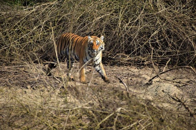 Corbett Wildlife Safari Tour 4N - 5D Image
