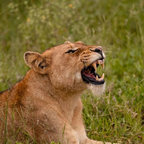 7-Day Wildlife & Outdoor Activities from Mt Kilimanjaro