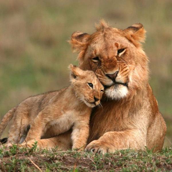 7-Day Wildlife & Outdoor Activities from Mt Kilimanjaro