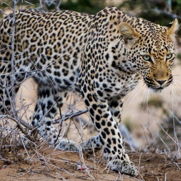 7-Day Wildlife & Outdoor Activities from Mt Kilimanjaro