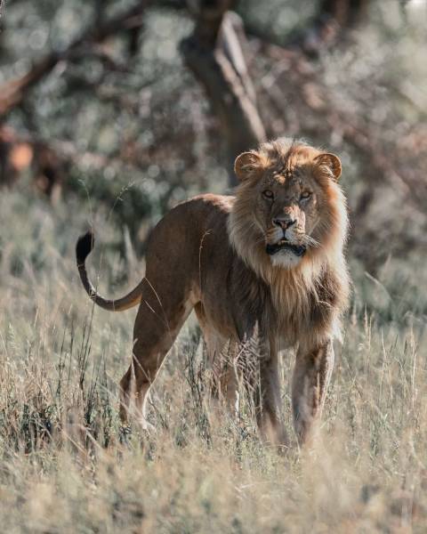 7-Day Wildlife & Outdoor Activities from Mt Kilimanjaro