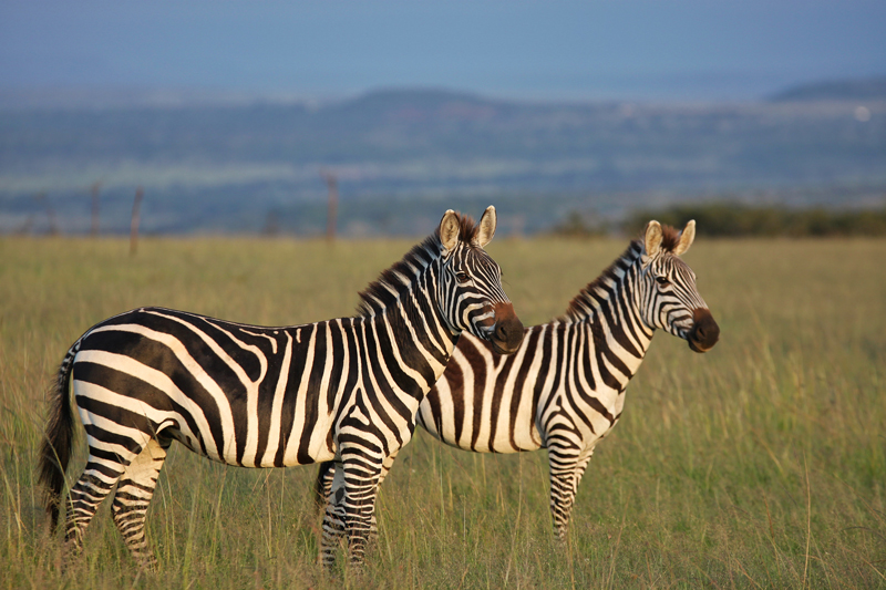 14- Day Kenya and Tanzania Adventure Safari