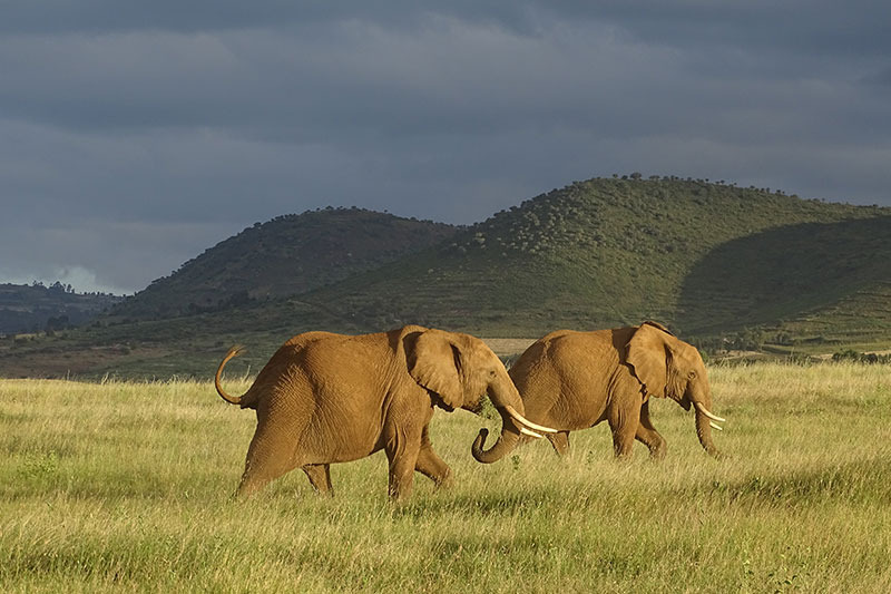 14- Day Kenya and Tanzania Adventure Safari