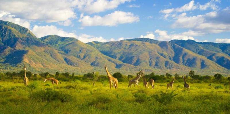 12-Day Kenya & Tanzania Wildlife and Beach Tour Zanzibar