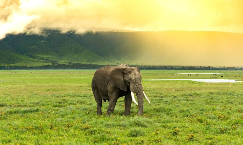 12-Day Kenya & Tanzania Wildlife and Beach Tour Zanzibar
