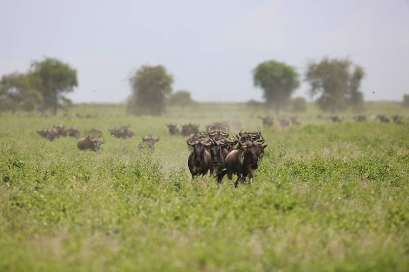 7-Day Fly-in Luxury Amboseli and Masai Mara