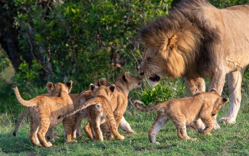 7-Day Fly-in Luxury Amboseli and Masai Mara