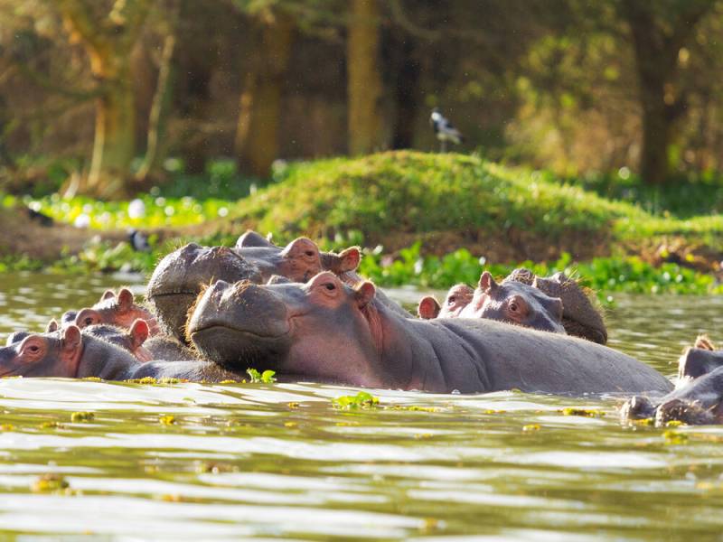 7-Day Fly-in Luxury Amboseli and Masai Mara