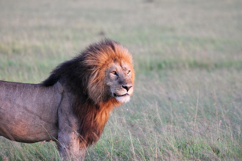 7-Day Fly-in Luxury Amboseli and Masai Mara