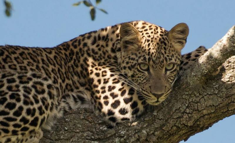 7-Day Fly-in Luxury Amboseli and Masai Mara