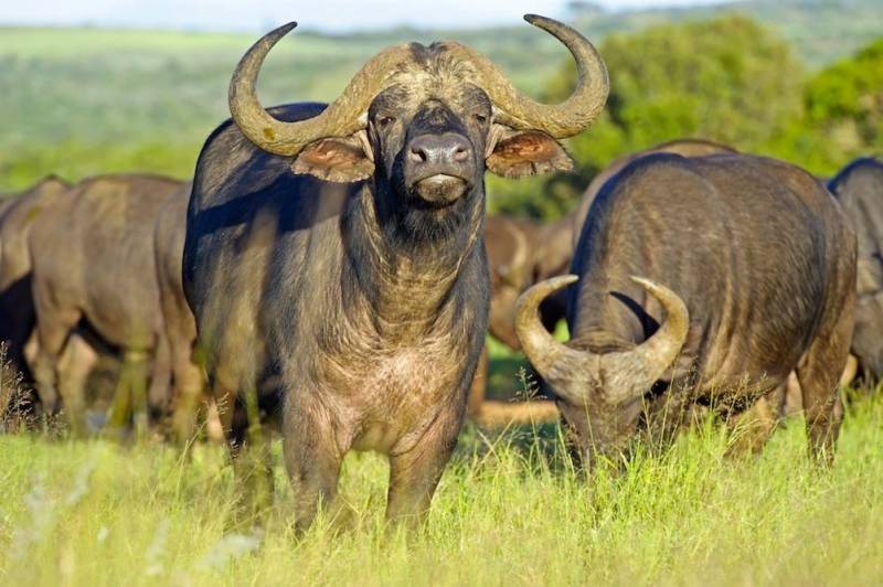 6-Day Masai Mara, Lake Naivasha & Amboseli Big 5 Safari