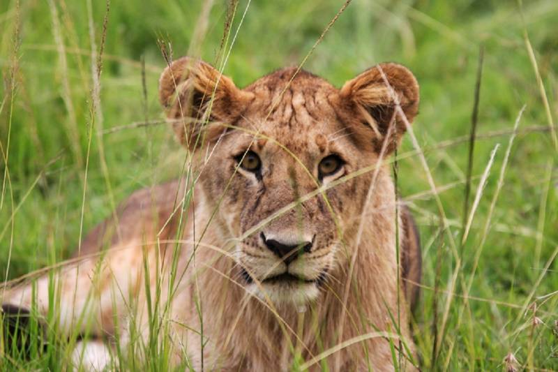 6-Day Kenya and Tanzania Luxury Safari Tour