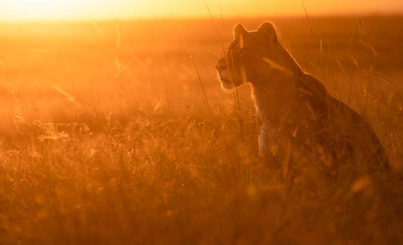 6-Day Kenya and Tanzania Luxury Safari Tour