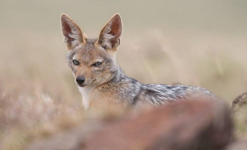 6-Day Kenya and Tanzania Luxury Safari Tour