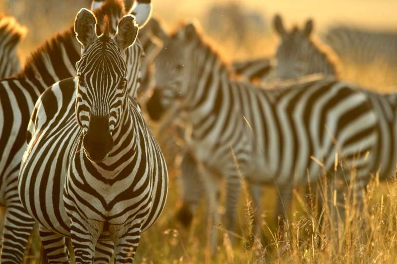 6-Day Kenya and Tanzania Luxury Safari Tour
