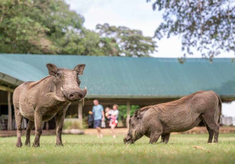 6-Day Kenya and Tanzania Luxury Safari Tour