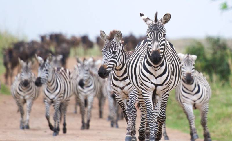 6-Day Kenya and Tanzania Luxury Safari Tour