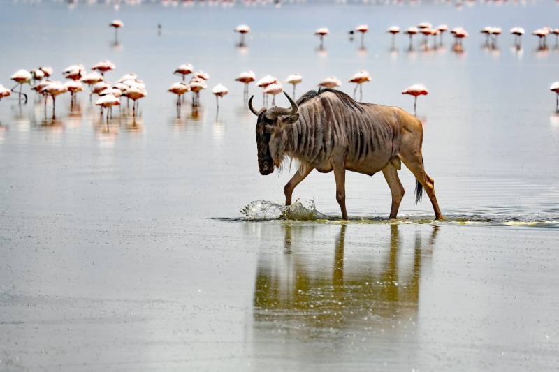 6-Day Kenya and Tanzania Luxury Safari Tour