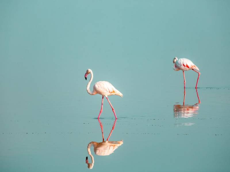 5-Day Lion King and Big 5 Hakuna Matata Kenya Safari