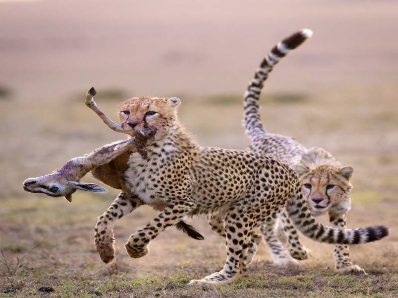 5-Day Lion King and Big 5 Hakuna Matata Kenya Safari