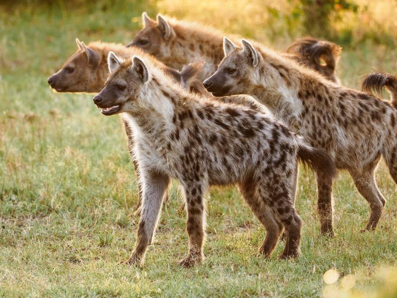 3-Day Luxury Fly-in Amboseli Safari