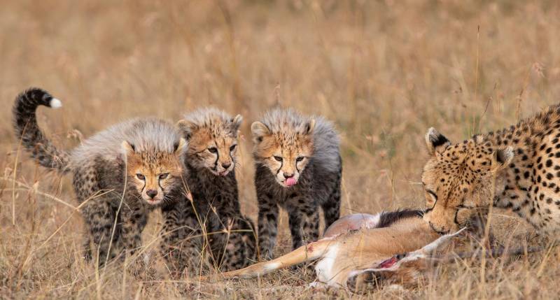 3-Day Luxury Fly-in Amboseli Safari