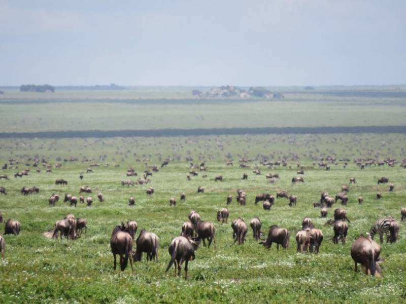 3-Day Luxury Fly-in Amboseli Safari