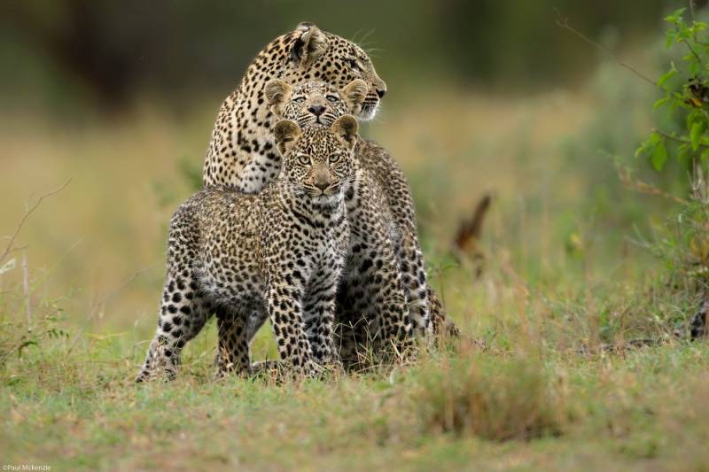 3-Day Luxury Fly-in Amboseli Safari