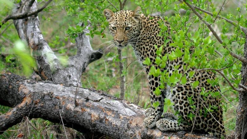 3-Day Luxury Fly-in Amboseli Safari