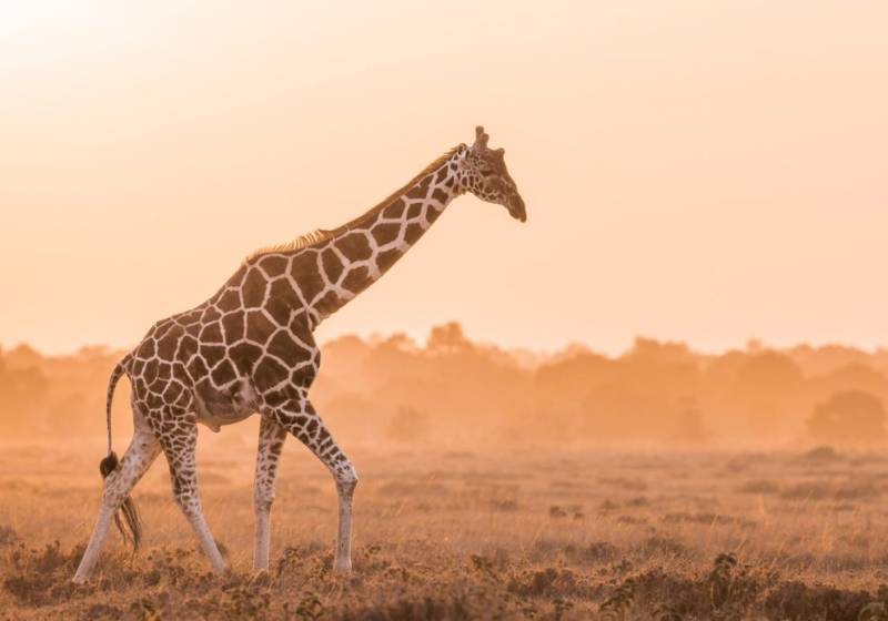 2-Day The Jewel of Africa Masai Mara Tour