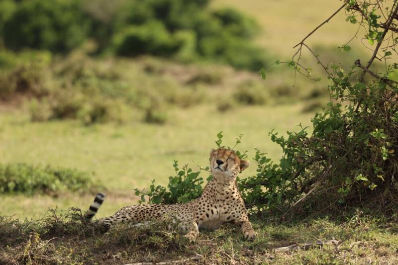 2-Day The Jewel of Africa Masai Mara Tour