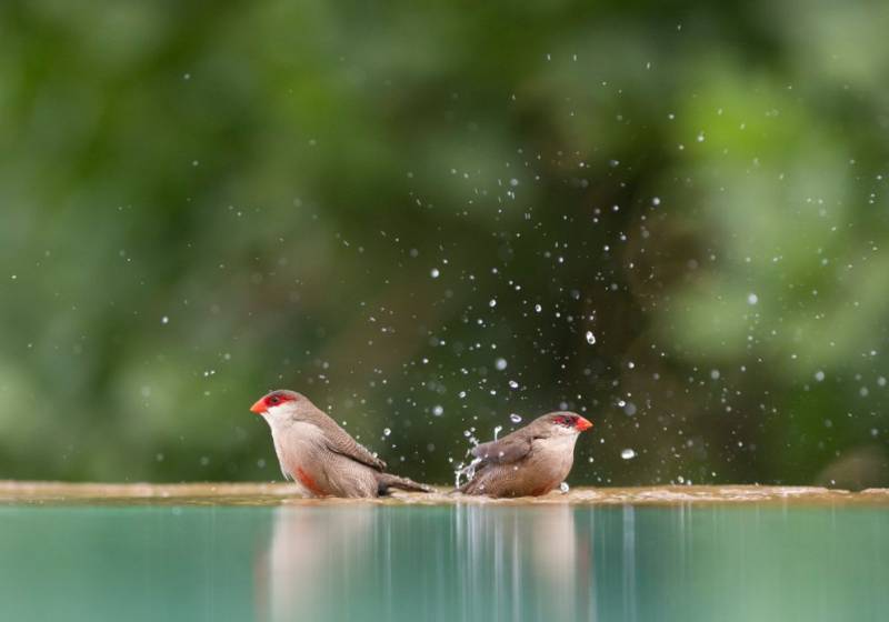 2-Day The Jewel of Africa Masai Mara Tour